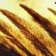 Feathers have remained largely unchanged for a hundred million years. (Image: L. Xing et al., 2016)